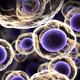 Illustration for article titled All multi-cellular life might be descended from a parasitic invasion